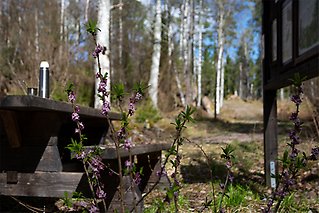 Picknickbord med en kaffetermos, bredvid en vandringsstig. Blommor i förgrunden och delar av en skylt syns vid sidan.