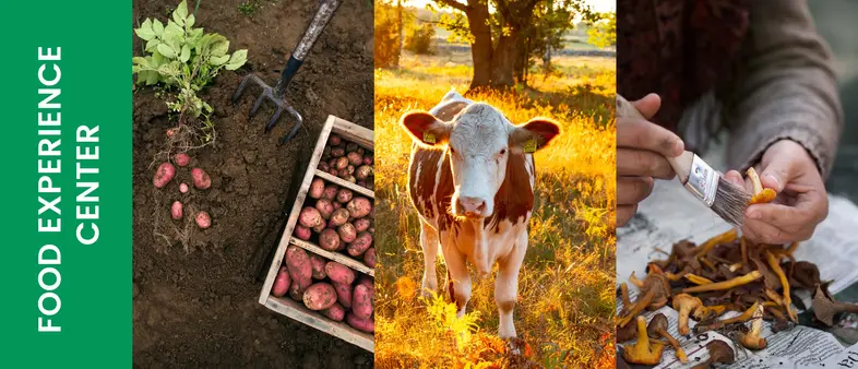  A collage featuring potato harvesting, a cow in a field, and mushroom cleaning.